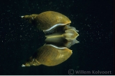 Great pond snail ( Lymnaea stagnalis ) breathing