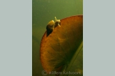 Great pond snail ( Lymnaea stagnalis ) 