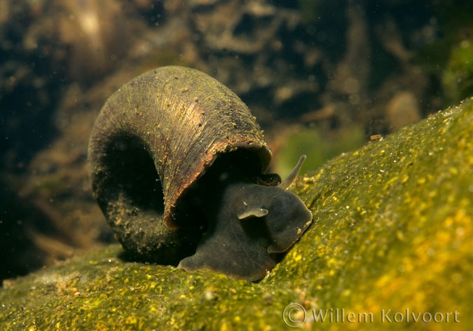 Ramshorn snail (Planorbis corneus )