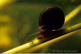 Ramshorn snail (Planorbis corneus )