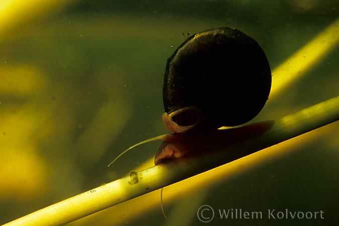 Ramshorn snail (Planorbis corneus )