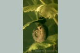 Ramshorn snail (Planorbis corneus )