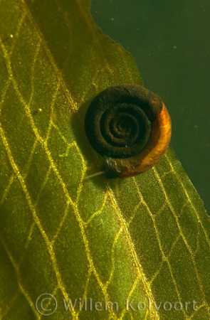 Anisus leucostoma