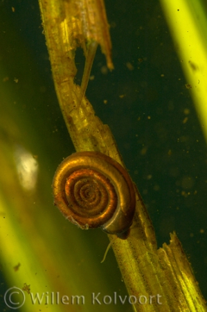 Anisus leucostoma