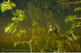  Great pond snail ( Lymnaea stagnalis ) and marsh snail ( Lymnaea palustris ) 