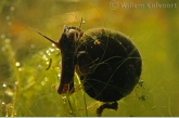 Posthorenslak ( Planorbis corneus ) met draadalgen.