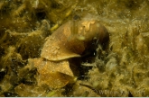 Oorvormige poelslak ( Lymnaea auricularia ).