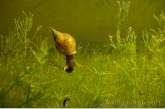 Gewone poelslak ( Lymnaea stagnalis) in het kranswier.