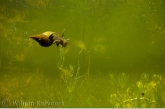 Gewone poelslak ( Lymnaea stagnalis) boven het kranswier.