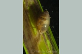 Bladder snail (Physa fontinalis )