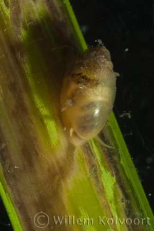 Bladder snail (Physa fontinalis )