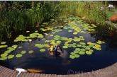 Willem in the pond