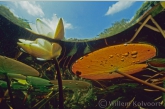 Waterlelie ( Nymphaea alba ). 