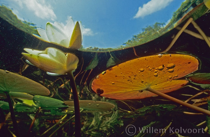 Waterlelie ( Nymphaea alba ). 