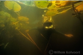 Snorkelen in de vijver.