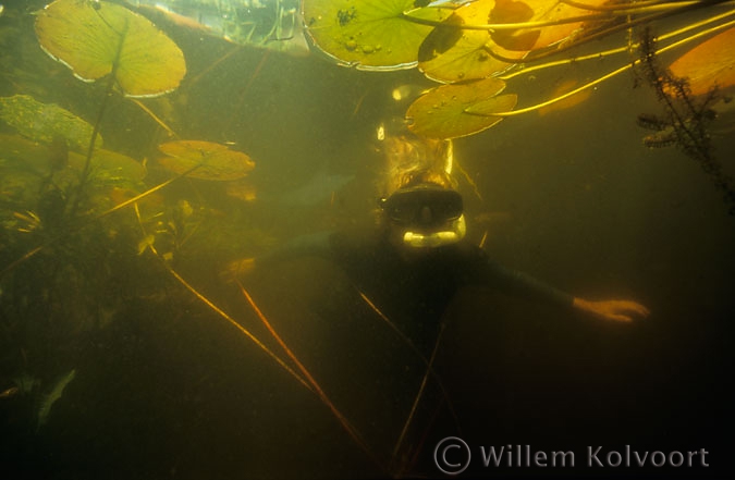 Snorkelen in de vijver.