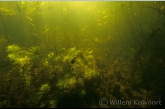 Vijverlandschap met waterviolier ( Hottonia palustris ).