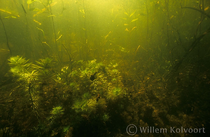 Vijverlandschap met waterviolier ( Hottonia palustris ).