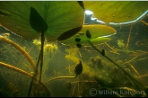 Ramshorn Snails under the White Water-lily