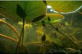 Posthorenslakken ( Planorbis corneus ) onder de waterlelies.