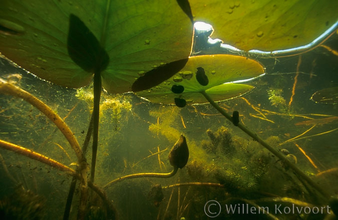 Posthorenslakken ( Planorbis corneus ) onder de waterlelies.