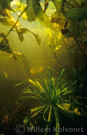 Watersoldier  and Shining Pondweed 