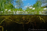 Waterranonkel en poelslak ( Lymnaea stagnalis ).