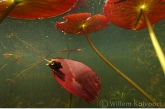 Pond Snail ( Lymnaea stagnalis )