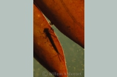 Damselfly larva