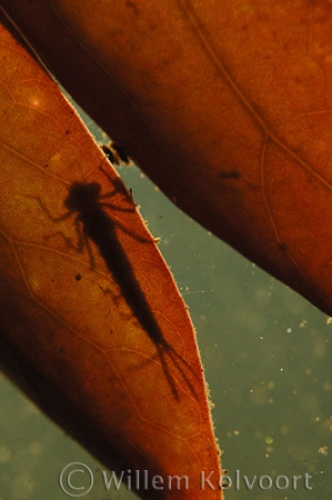 Damselfly larva