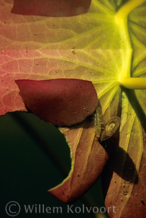 Waterlelievlinderlarve ( Elophila nymphaeata ) met schijfhorenslak.