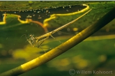 Long-bodied Water Scorpion ( Ranatra linearis )