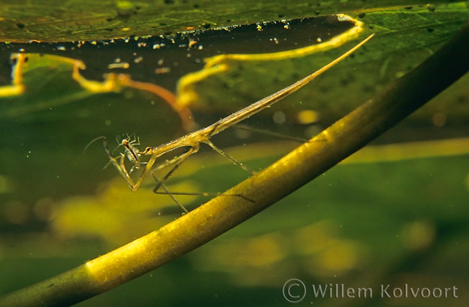 Staafwants ( Ranatra linearis ) met prooi.