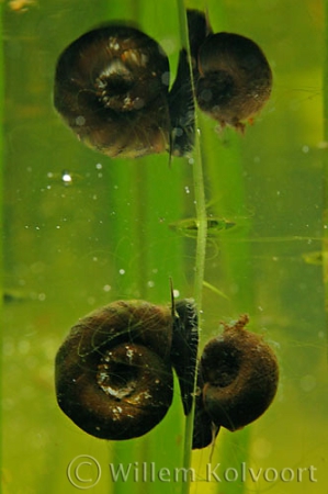 Posthorenslakken  ( Planorbis corneus ) met spiegelbeeld.