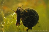 Posthorenslak ( Planorbis corneus ) in de draadalgen.