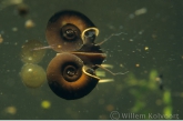 Ramshorn Snail ( Planorbis corneus ) breathing