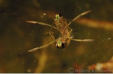 Bootsmannetje ( Notonecta glauca ).