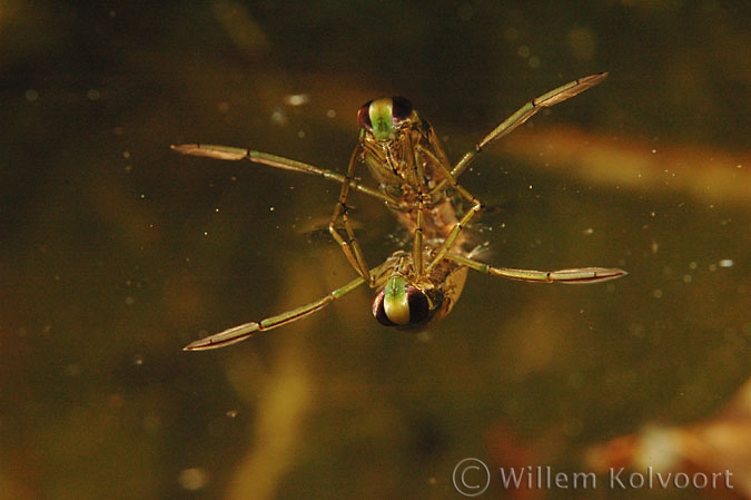 Bootsmannetje ( Notonecta glauca ).