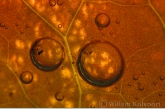 Oxygen bubbles under the leaf of the White Water-lily