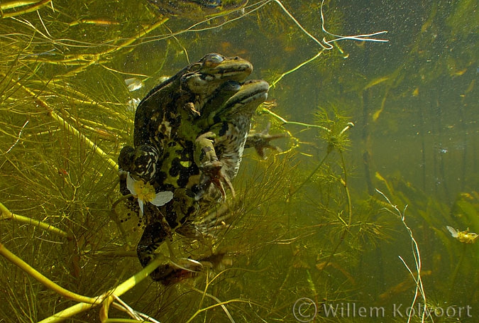 Eierafzettende groene kikkers ( Rana esculenta ).