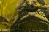 Portret van de groene kikkers ( Rana esculenta ).