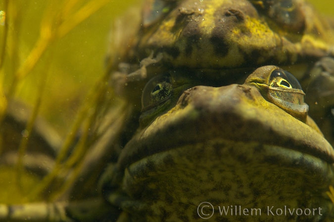 Portret van de groene kikkers ( Rana esculenta ).