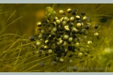 Green Frog ( Rana esculenta ) eggs