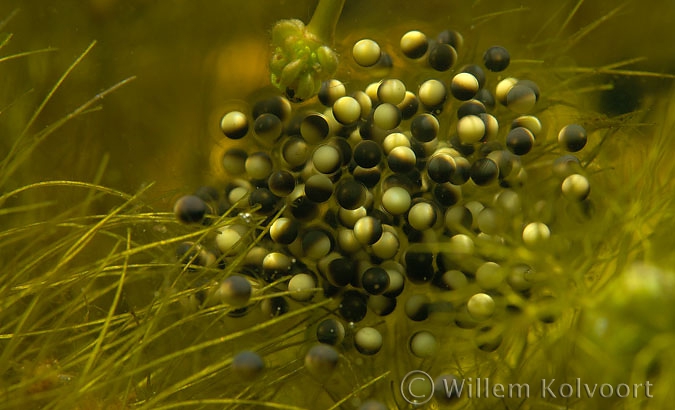 Green Frog ( Rana esculenta ) eggs