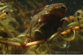 Green Frog ( Rana esculenta ) larva