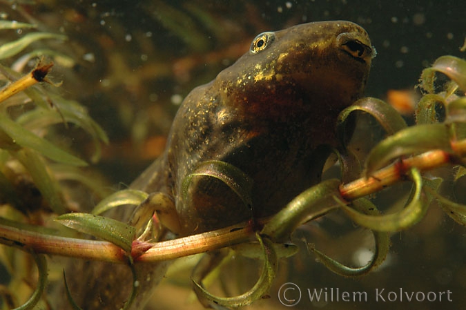 Green Frog ( Rana esculenta ) larva