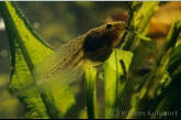 Green Frogs ( Rana esculenta ) larva