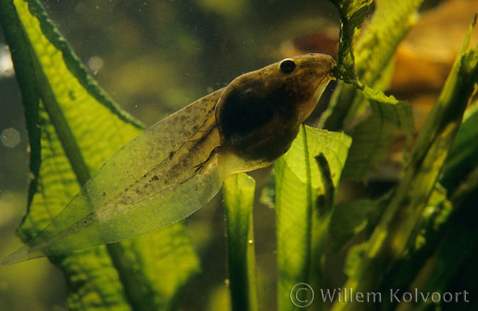 Green Frogs ( Rana esculenta ) larva