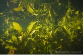 Shining Pondweed ( Potamogeton lucens )