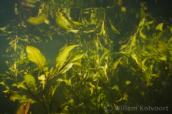 Glanzig fonteinkruid ( Potamogeton lucens ).